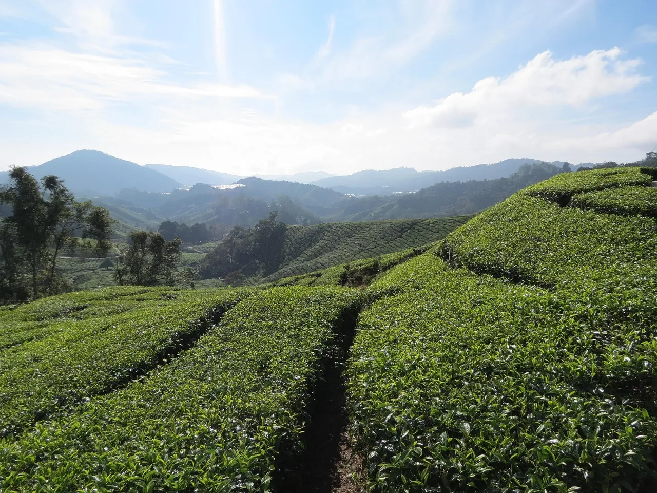 Responsible Tourism and Slope Conservation (Image Credits: Pixabay)