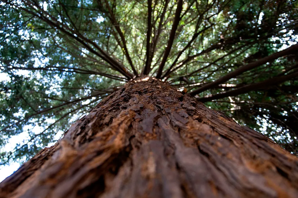 A Forest of Record-Holders Surrounding It (Hitchster, Flickr, CC BY 2.0)