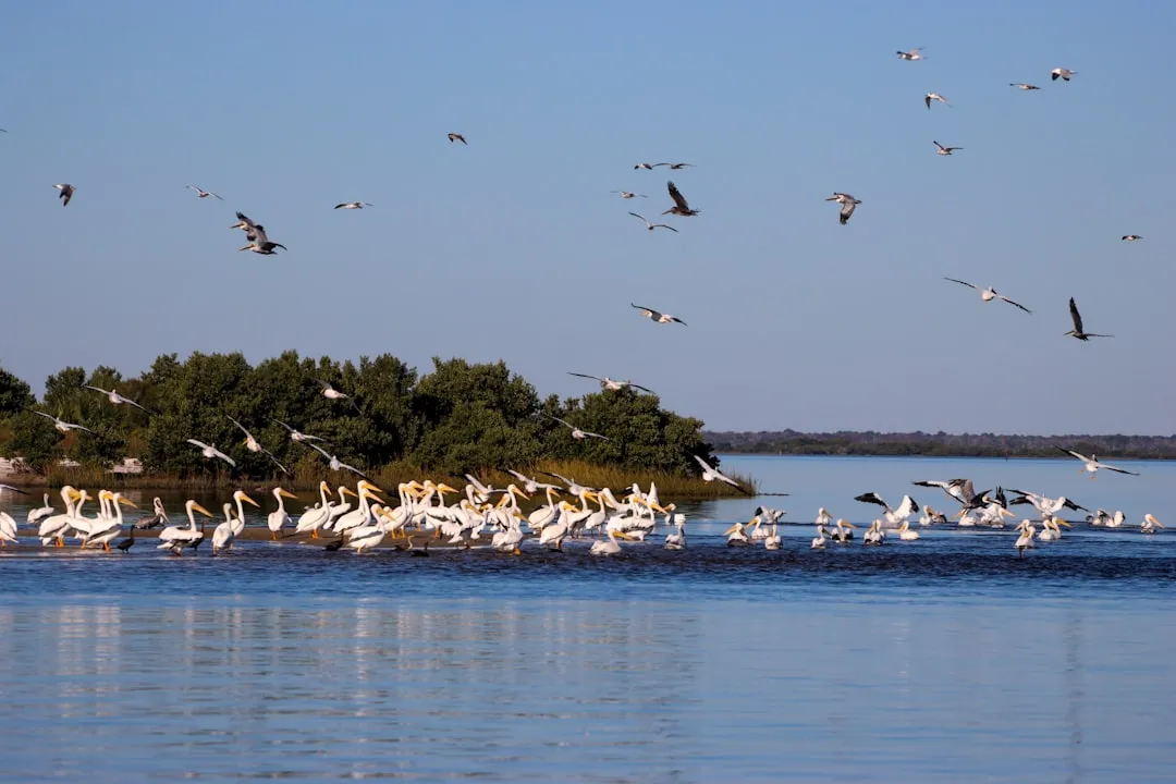 Anaho Island: One of North America's Great Wildlife Spectacles (Image Credits: Unsplash)