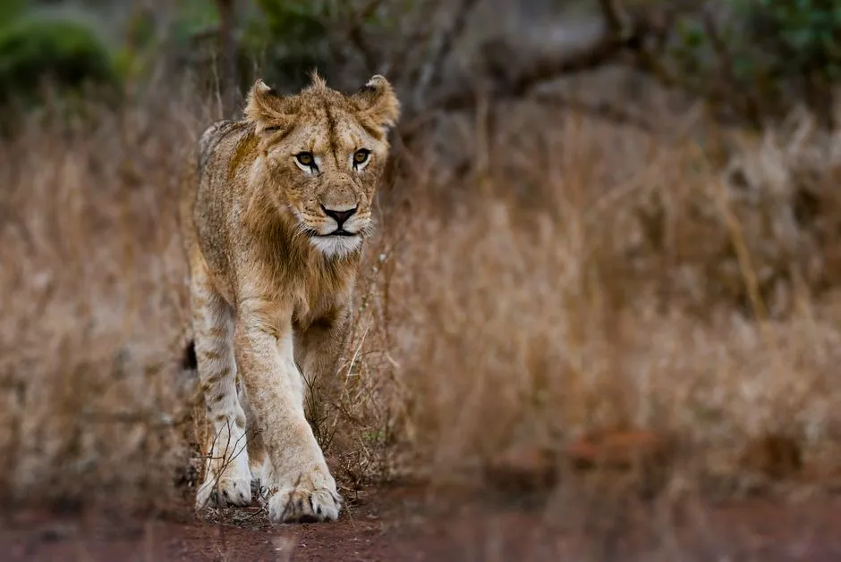 Instagram Was Essentially Built for Leo (Image Credits: Pexels)