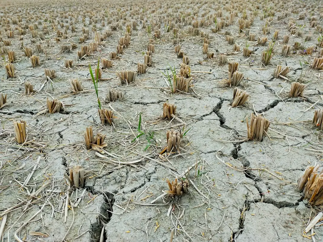 Drought and Water Scarcity: A Growing Pressure on Growers (Image Credits: Unsplash)