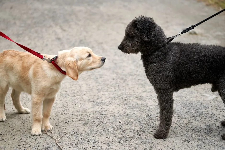 Fort Funston: The Crown Jewel for Off-Leash Dogs (Image Credits: Pexels)