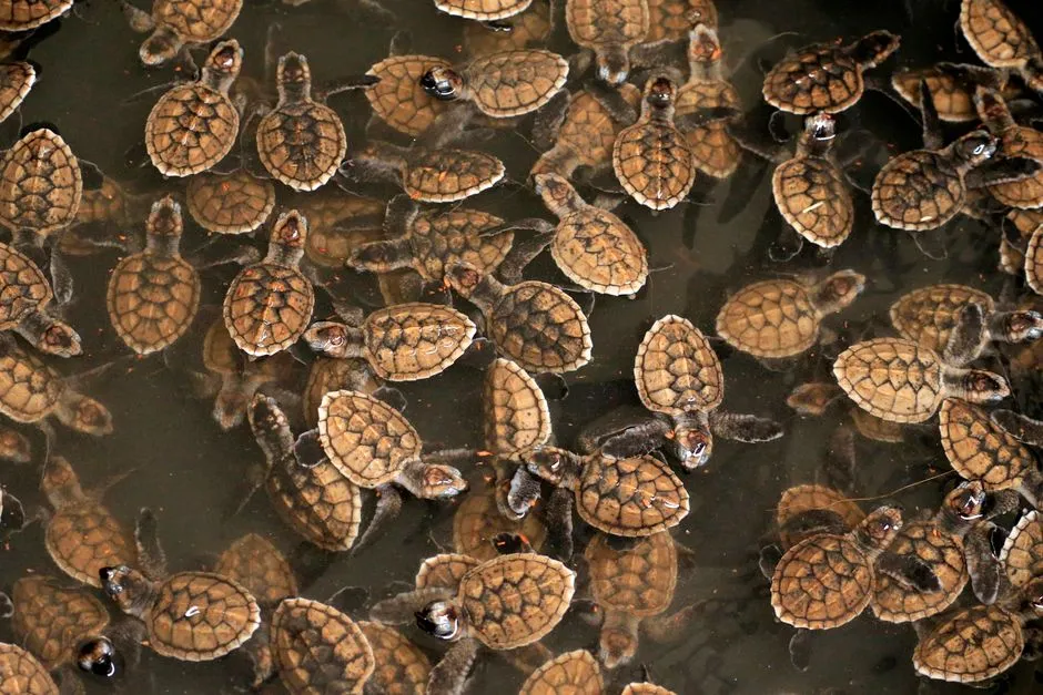 Give Nesting Females and Hatchlings Plenty of Space (Image Credits: Pexels)