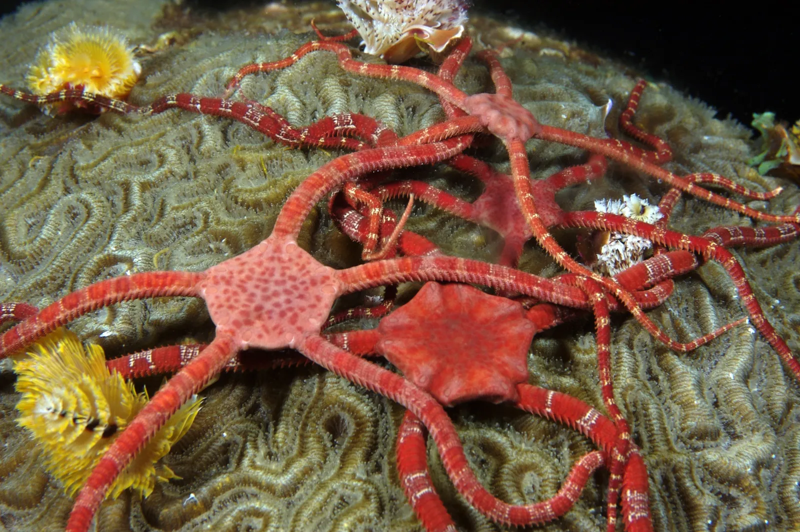 The Climate Pressure on Spawning Success (FGBNMS - brittle stars, Public domain)