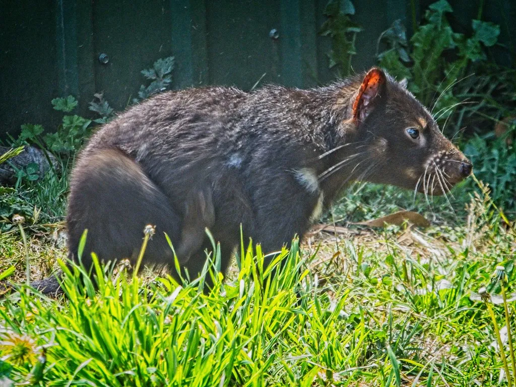 Wildlife Beyond the Devil: A Sanctuary for Rare Species (Photo by Kunze, Flickr, CC BY 2.0)