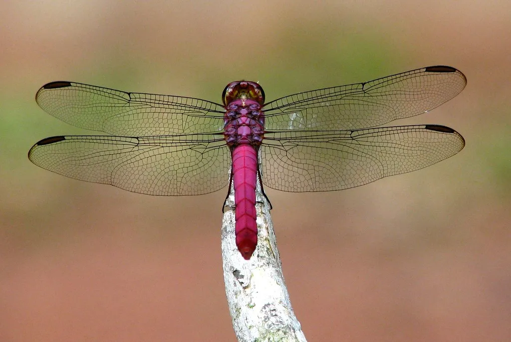 Virgo and the Control Problem (Ana_Cotta, Flickr, CC BY 2.0)