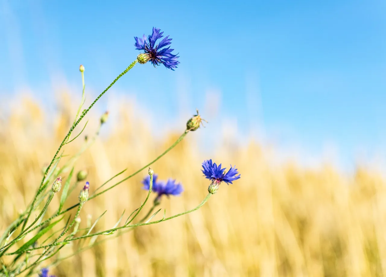 Why Year-to-Year Variability Is So Extreme (Image Credits: Pixabay)