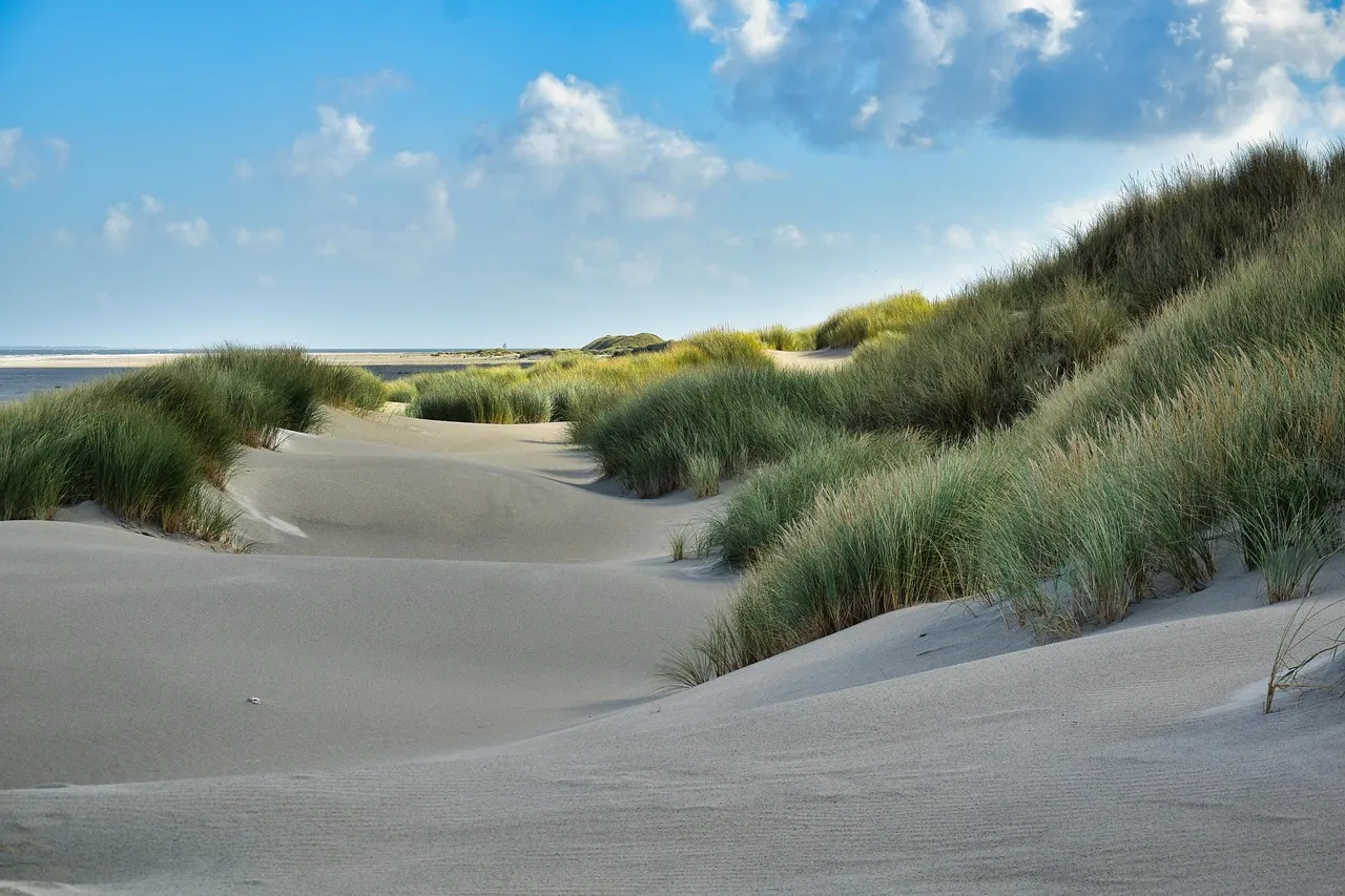 The Dune Grass Connection: Why Pioneer Plants Matter (Image Credits: Pixabay)