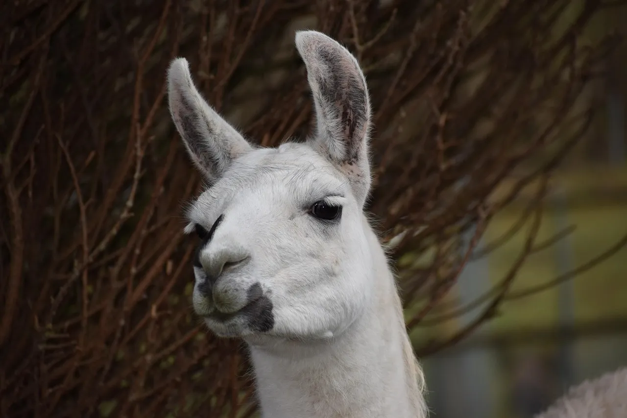 How Much a Llama Can Carry, and Why That Shapes the Pace (Image Credits: Pixabay)