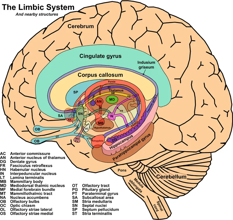 The Amygdala and Hippocampus: Your Memory's Inner Team (Taylor, John. General Science. Taylor Electronics. Archived from the original on 9 June 2013. Retrieved on 27 March 2014., Public domain)