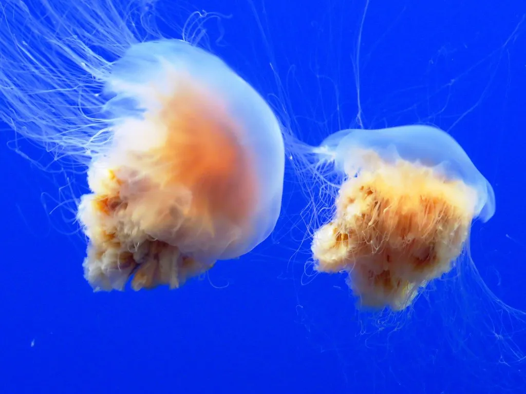 The Scale of the Problem: How Common Are Jellyfish Stings? (Image Credits: Flickr)