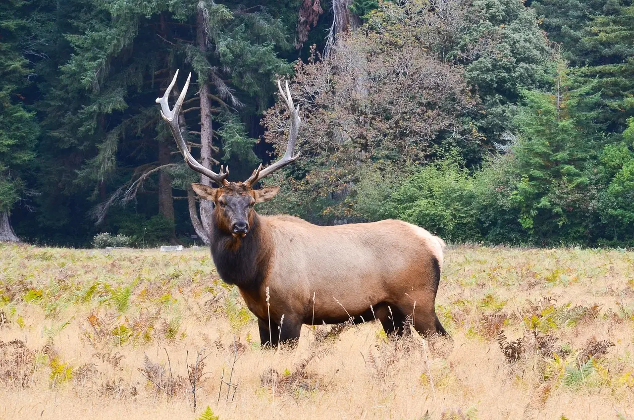 Roosevelt Elk Are Easier to Spot (Image Credits: Pixabay)