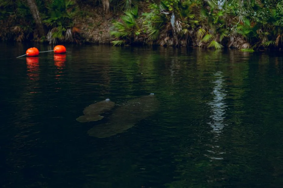 Three Sisters Springs: The Heart of the Refuge (Image Credits: Pexels)