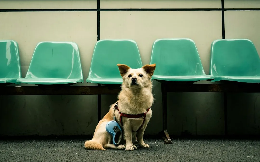 The Handlers: Volunteers With a Purpose (Image Credits: Unsplash)