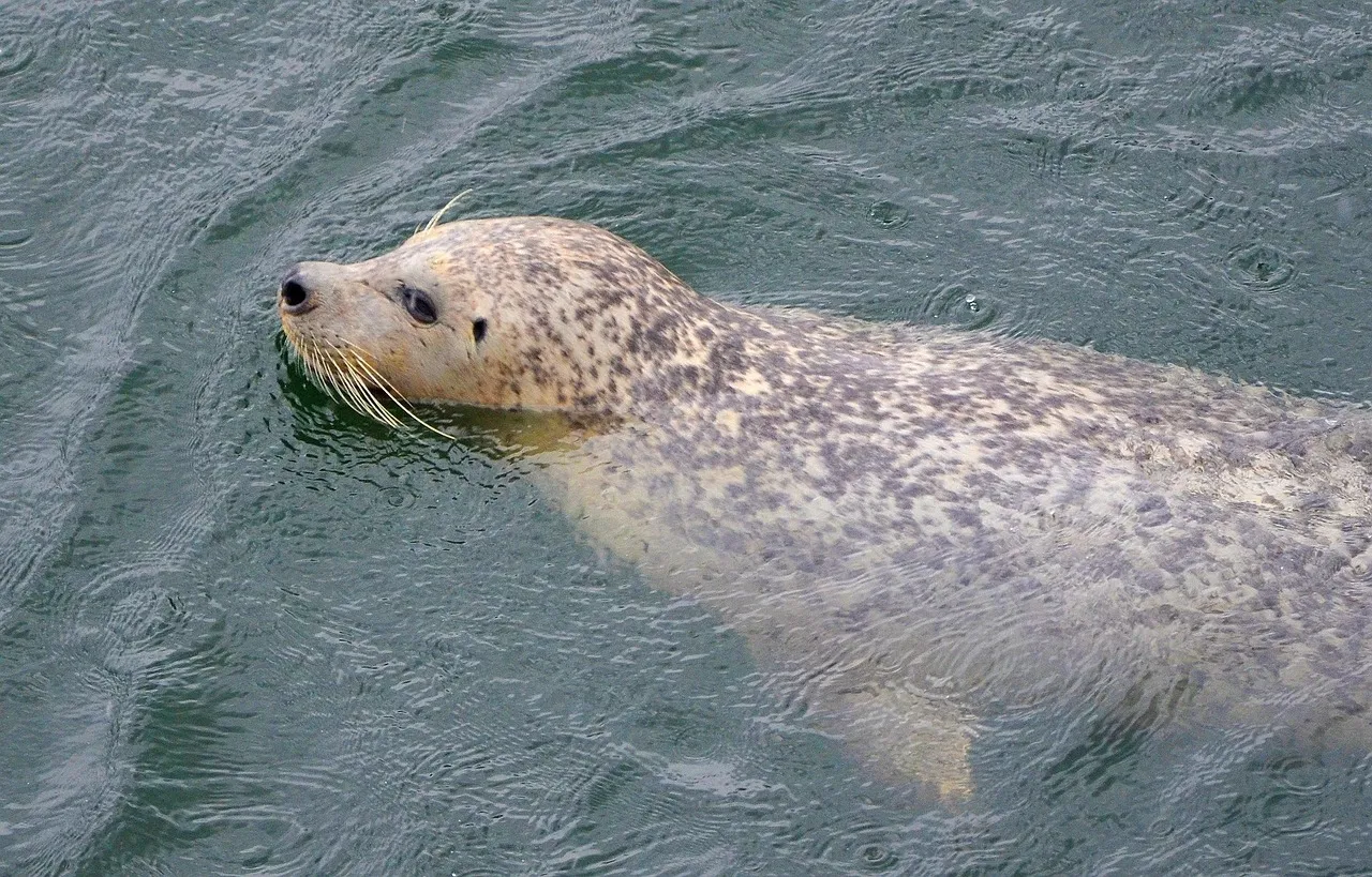 The Marine Mammal Stranding Center (Image Credits: Pixabay)