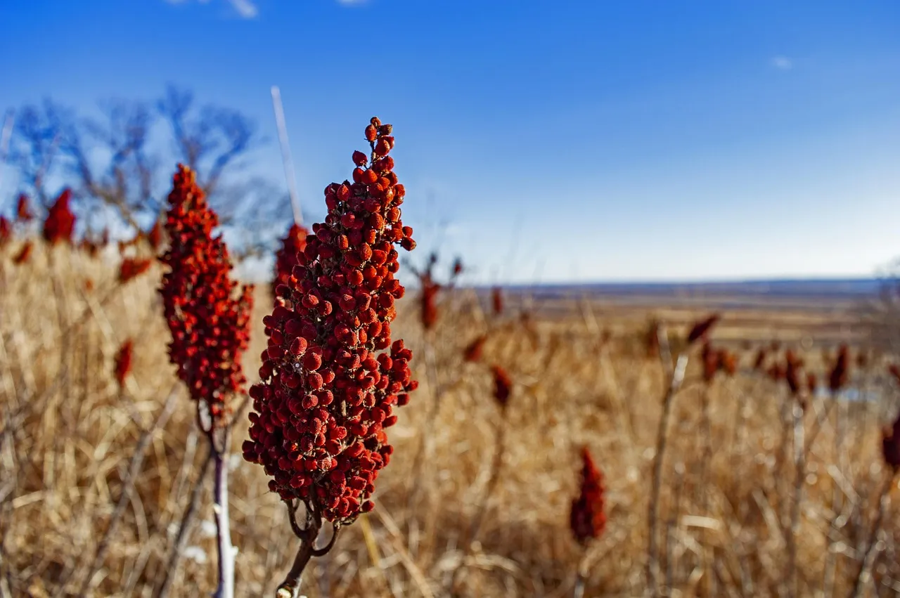 Augusta, Missouri: America's Very First Wine Region (Image Credits: Pixabay)