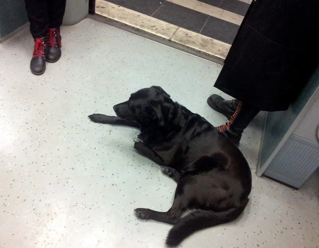 The Takeaway for Dog-Loving Rail Travelers (RaeAllen, Flickr, CC BY 2.0)