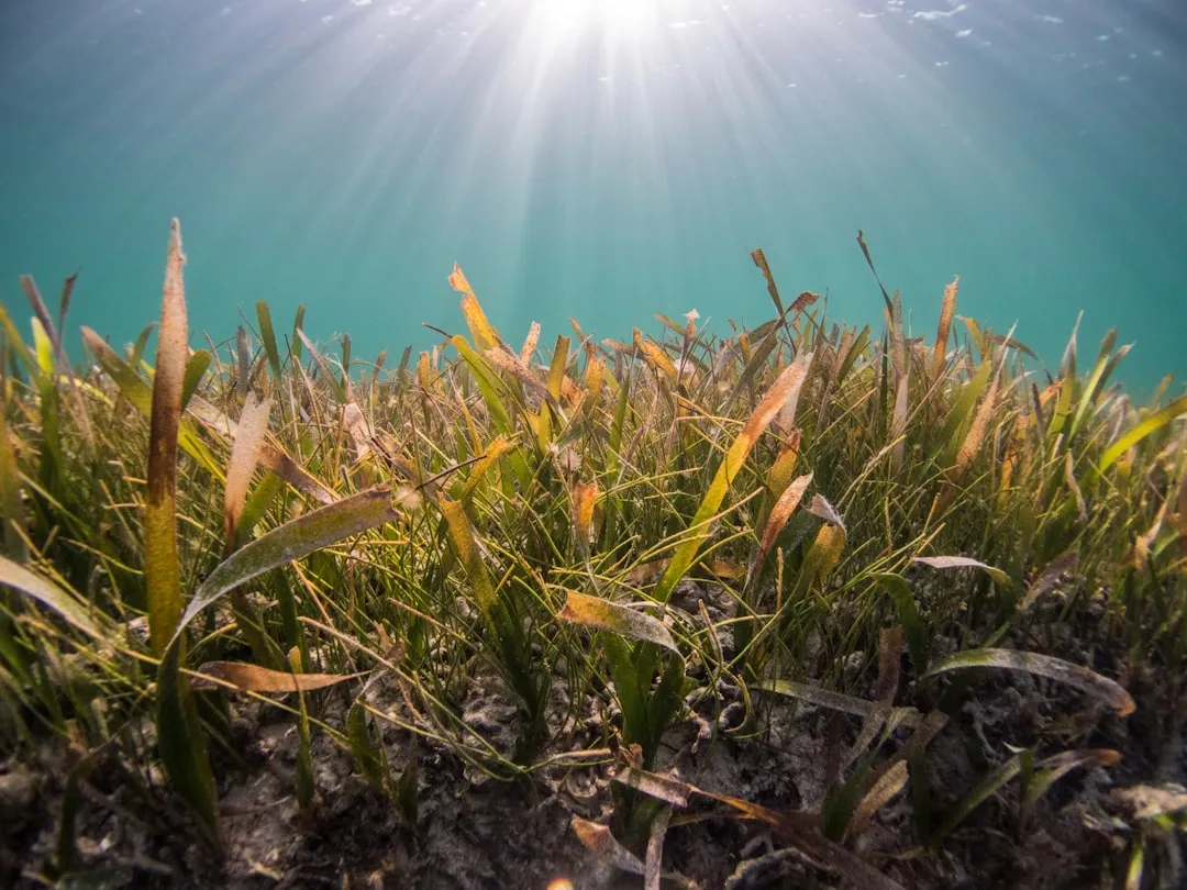 Blue Carbon: The Climate Value of Coastal Ecosystems (Image Credits: Unsplash)