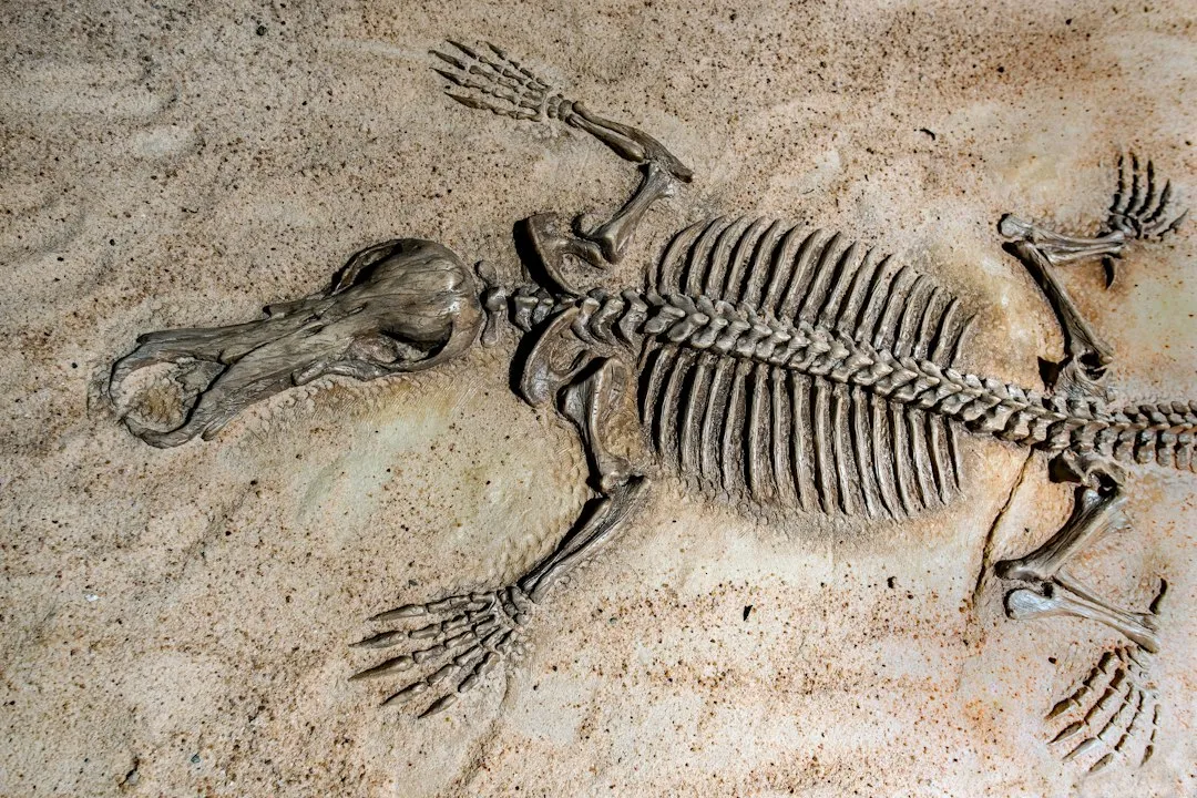 Ancient Fossils and Prehistoric Life (Image Credits: Unsplash)