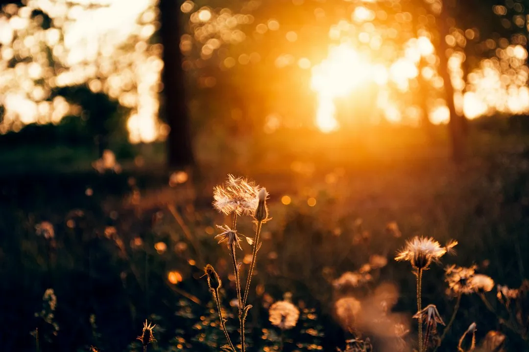 Ruled by the Sun, Drawn to the Light (Image Credits: Unsplash)