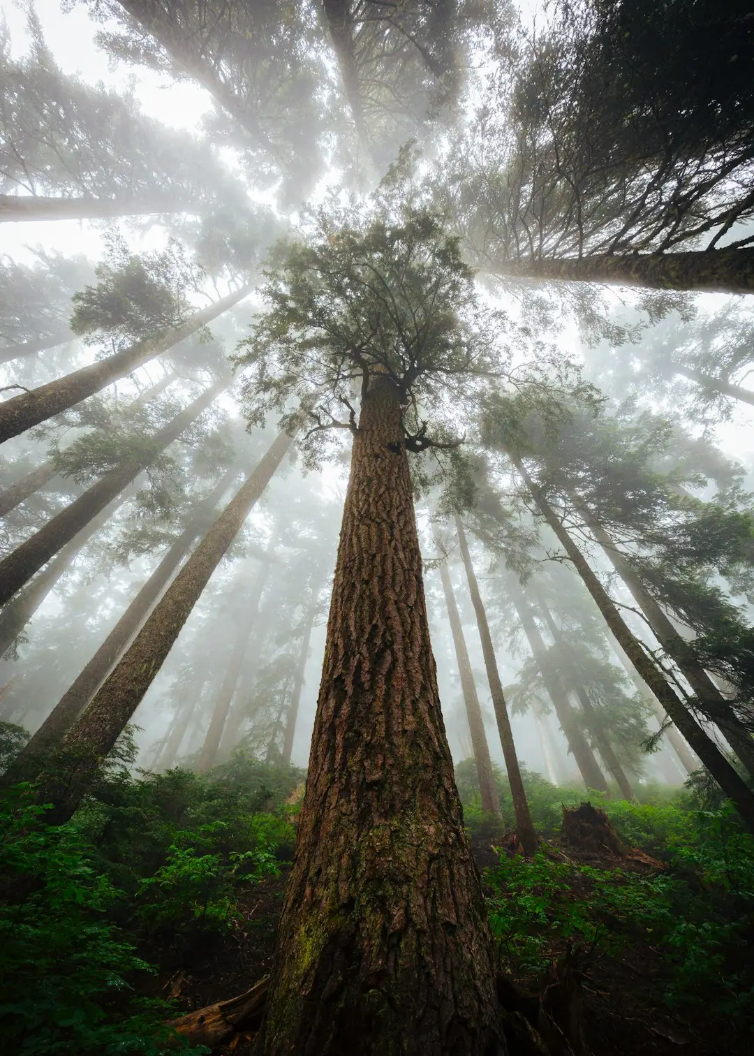 The Physics of Tree Height (Image Credits: Unsplash)