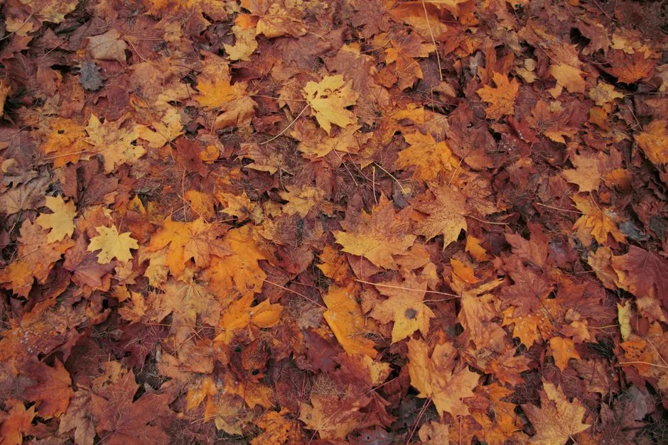 The Elevation Effect: Two Seasons at Once (Image Credits: Pexels)