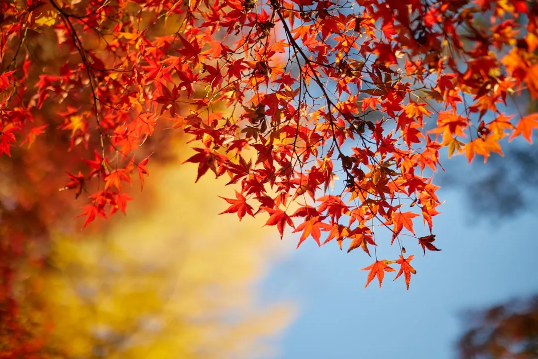 Kyoto's Decentralized Tourism Push: Following Where Locals Lead (Image Credits: Unsplash)