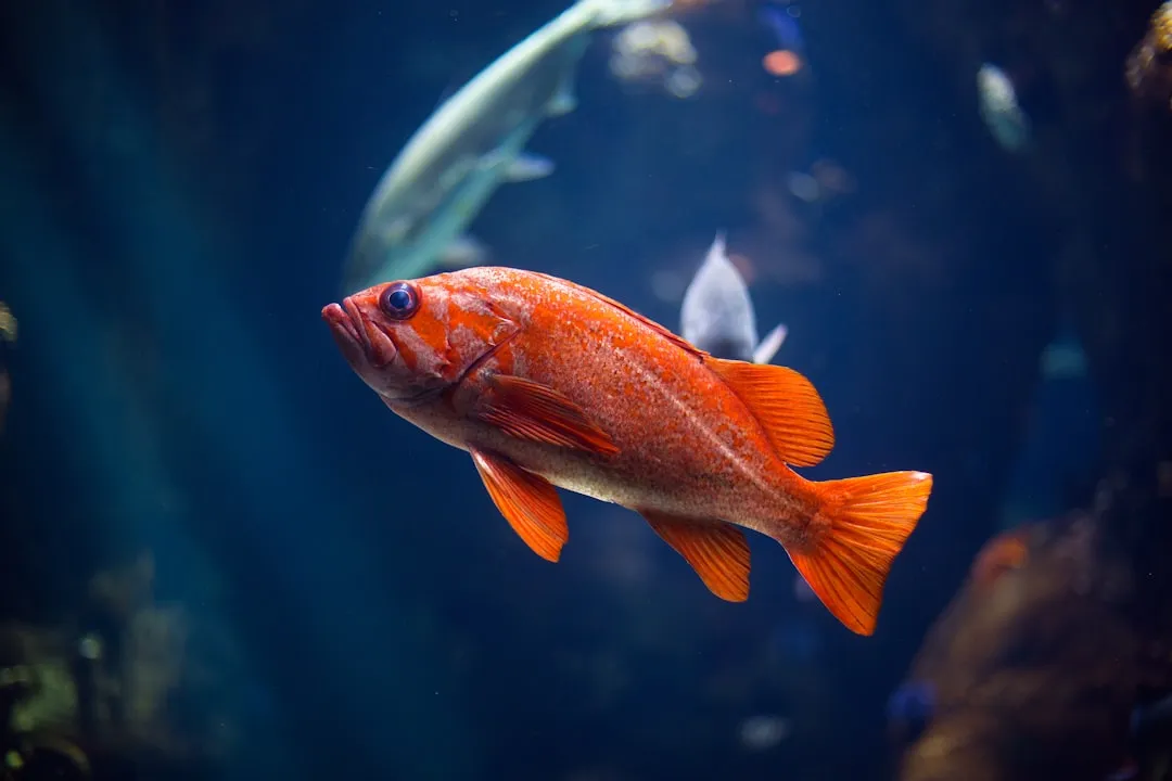 The Body Clock Fish Can't Ignore (Image Credits: Unsplash)