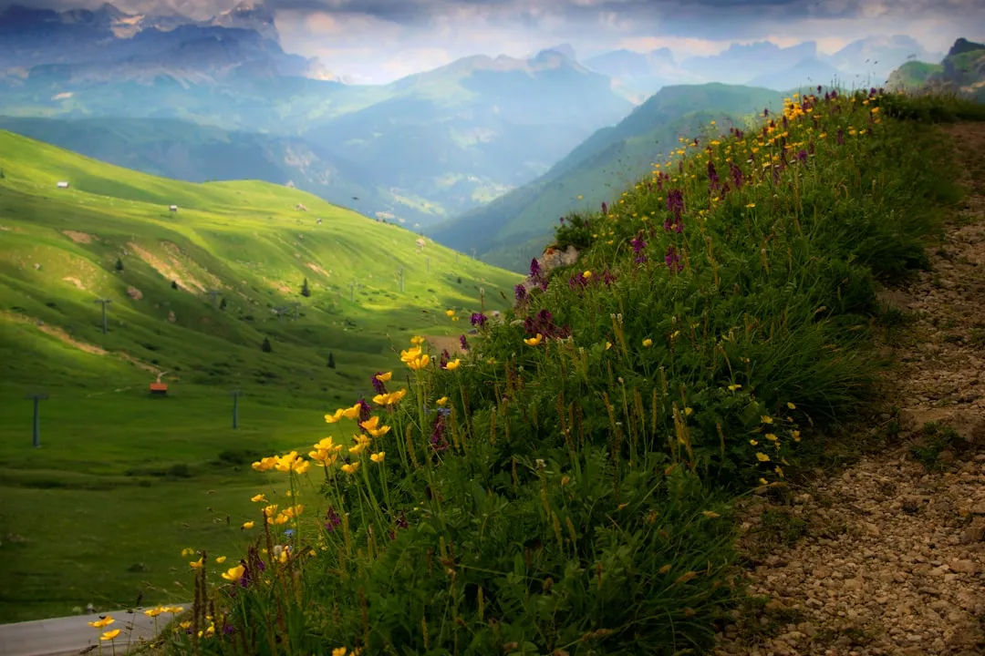 Alpine Flora, Wildlife, and the Living Mountain (Image Credits: Unsplash)
