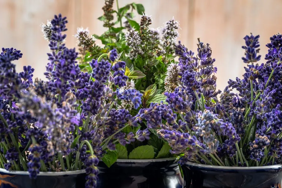What Peak Bloom Actually Looks Like (Image Credits: Pexels)