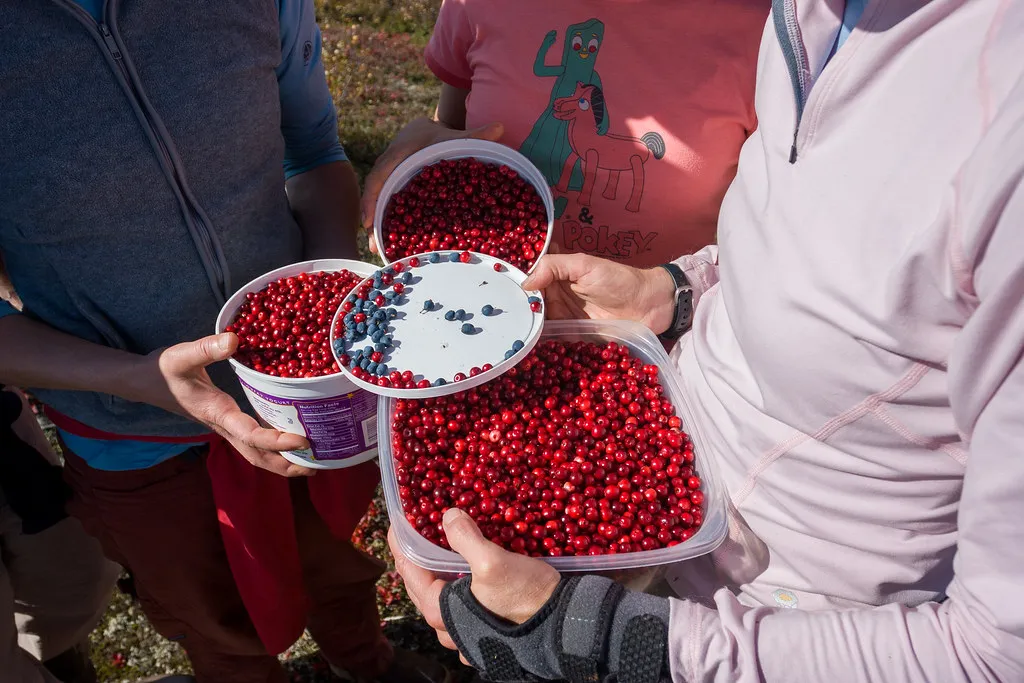 Why Wet Harvesting Dominates the Industry (Image Credits: Flickr)