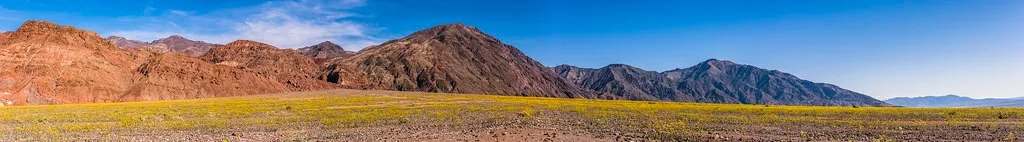 Death Valley's 2026 Season: A Standout Year (MarcCooper_1950, Flickr, CC BY-SA 2.0)