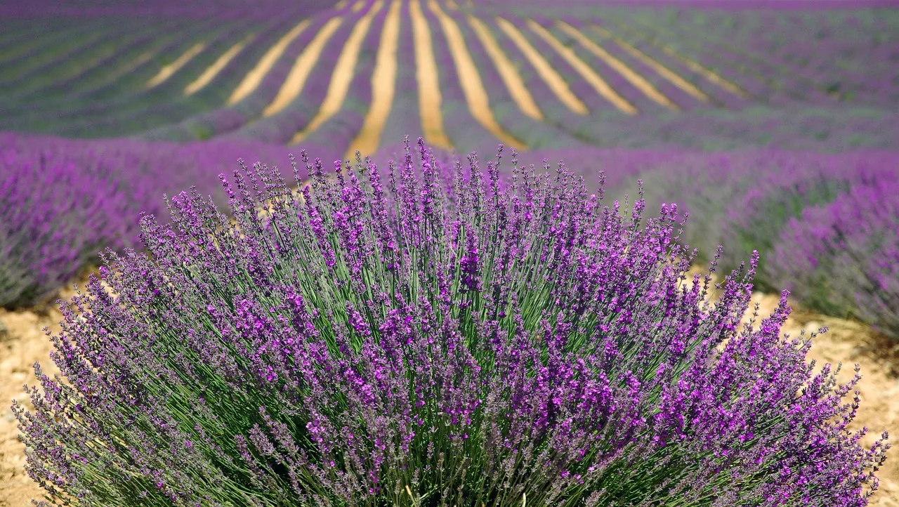 Pelindaba Lavender Farm, San Juan Island, Washington (Image Credits: Pixabay)