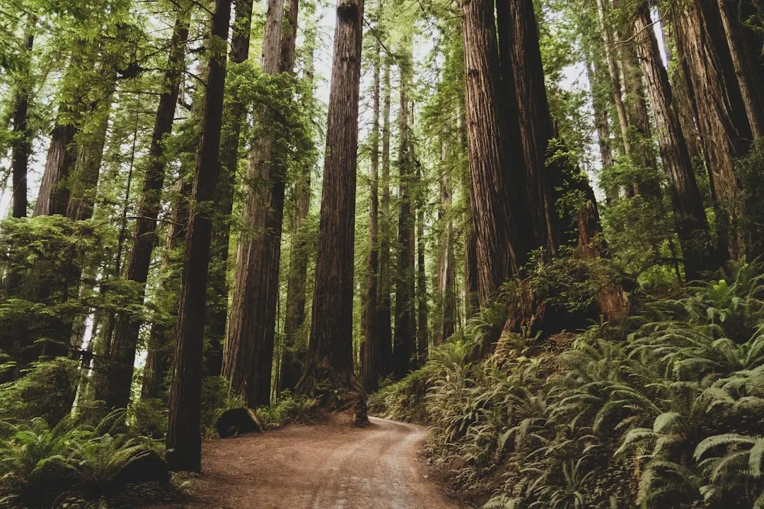 The Discovery That Changed the Record Books (Image Credits: Unsplash)