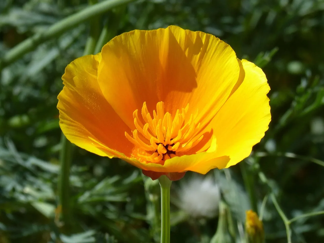 Antelope Valley and the California Poppy Reserve (Image Credits: Pixabay)