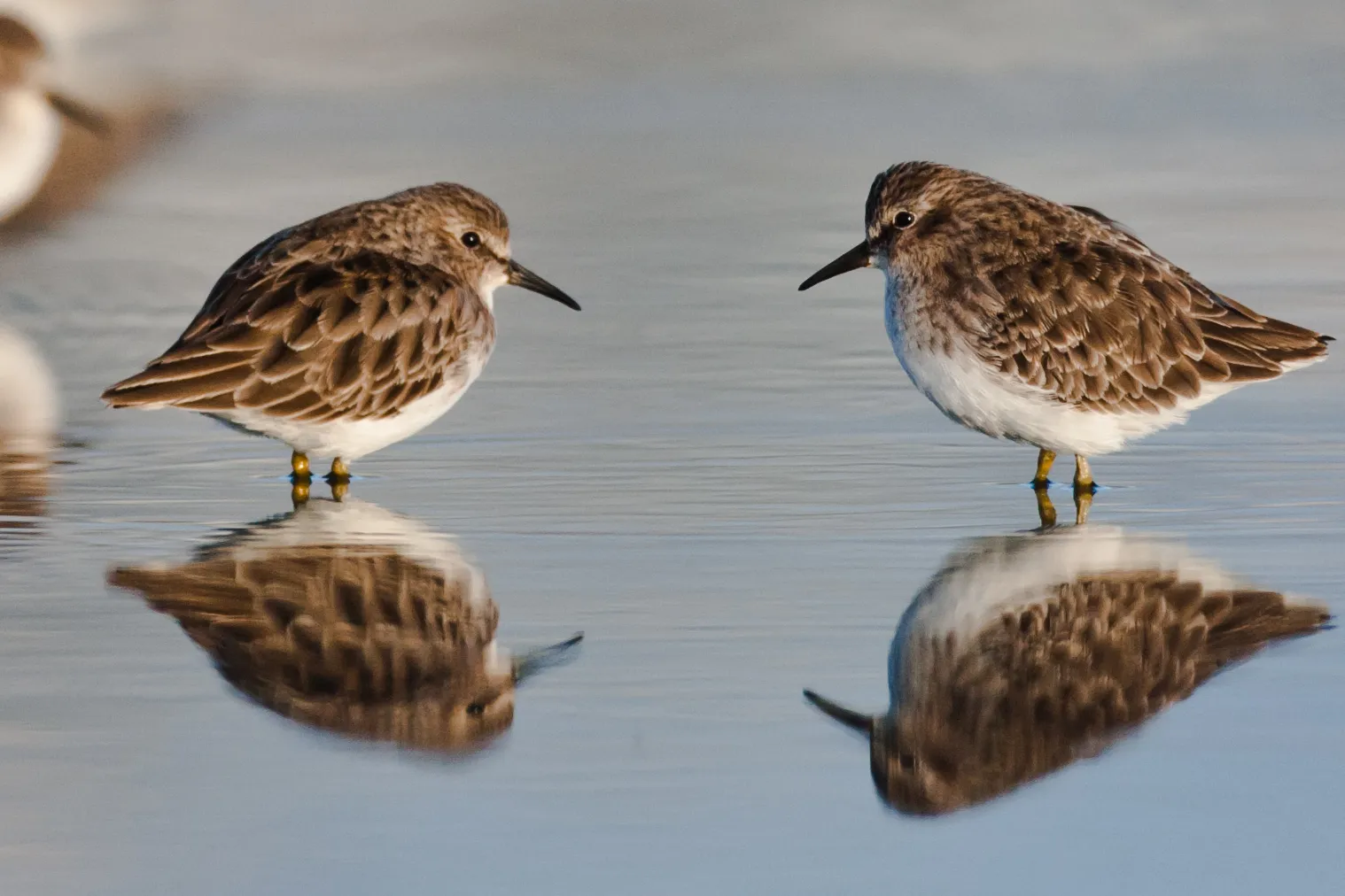 A Beach Tag System That Stays Accessible (Two Least Sandpipers Calidris minutilla, CC BY 2.0)