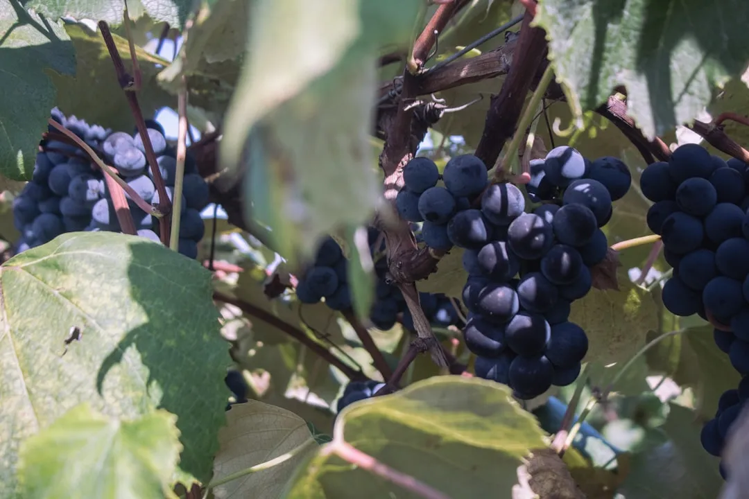 The Climate Is Better for Grapes Than Most People Realize (Image Credits: Unsplash)