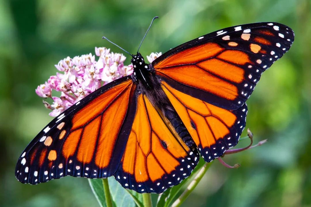 1. The Monarch Butterfly Biosphere Reserve, Michoacán and State of Mexico, Mexico (Image Credits: Unsplash)