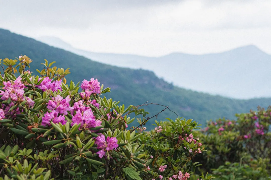 Late October: The Blue Ridge Parkway, Shenandoah, and Pennsylvania (Image Credits: Unsplash)