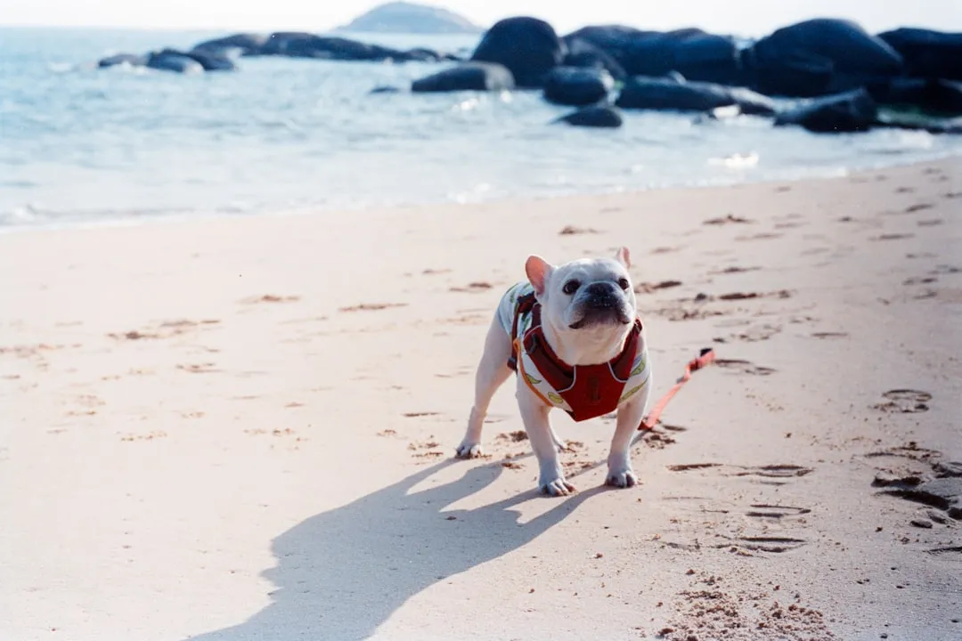 How Other Beach Towns Are Following the Lead (Image Credits: Unsplash)