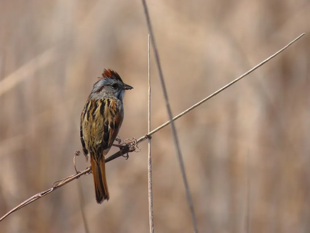 Birding and Wildlife Along the Marsh (Image Credits: Unsplash)