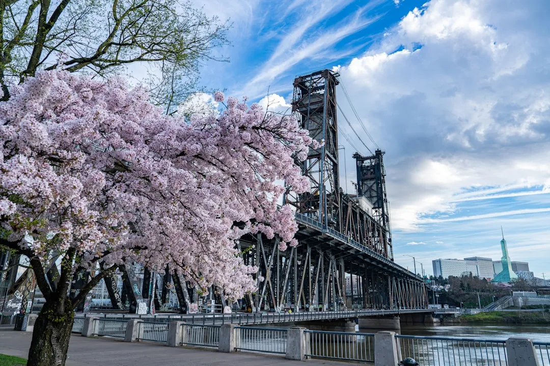 Portland, Oregon: A City Quietly Built for Sakura (Image Credits: Unsplash)