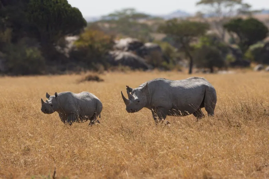 The Black Rhino: Etosha's Most Remarkable Resident (Image Credits: Pexels)