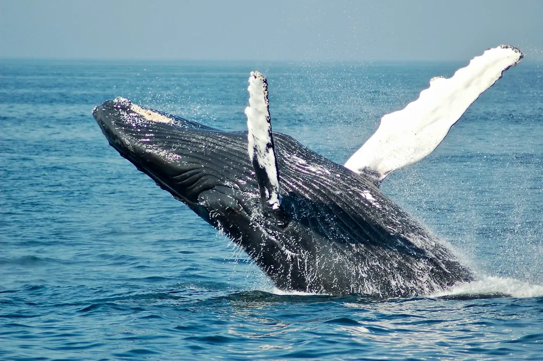 7. The Wildlife Encounters Are Genuinely World-Class (Image Credits: Unsplash)