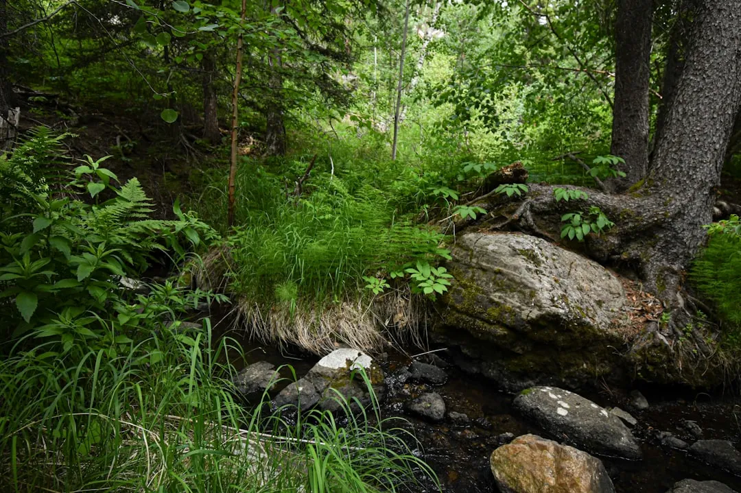 The Wilderness as a Historically Recognized Need (Image Credits: Unsplash)