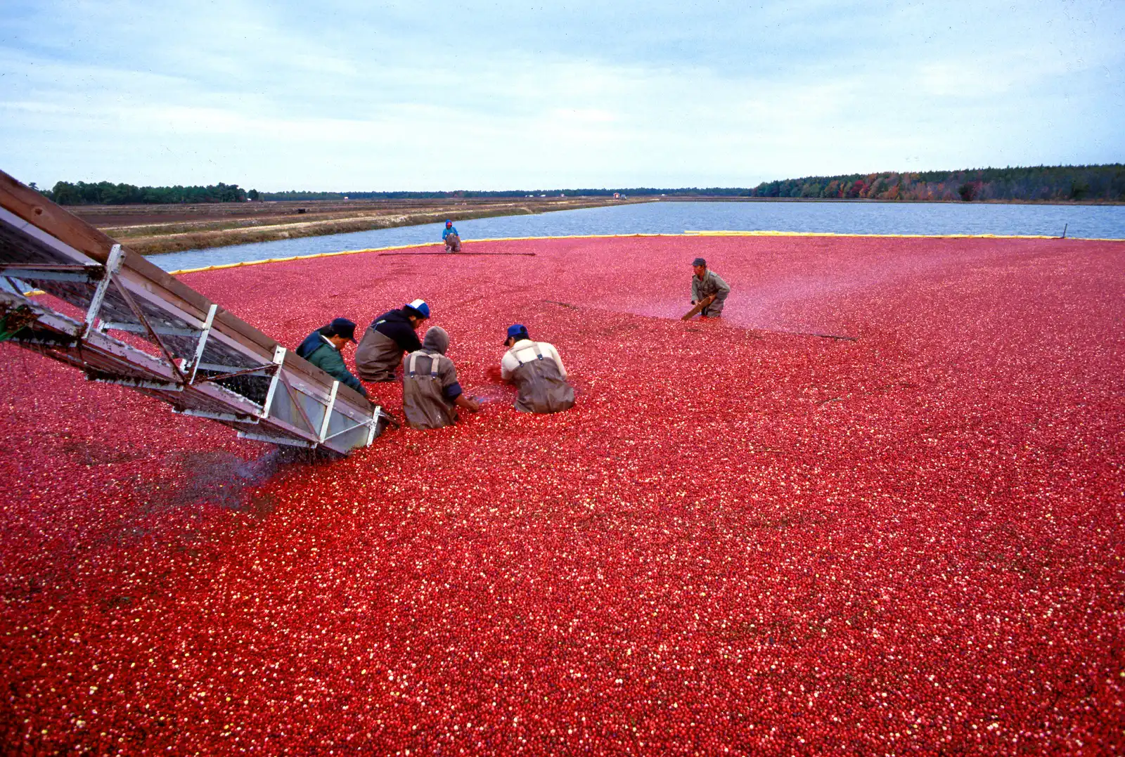 The Scale of the American Cranberry Crop (This image was released by the Agricultural Research Service, the research agency of the United States Department of Agriculture, with the ID K4418-6 (next)., Public domain)