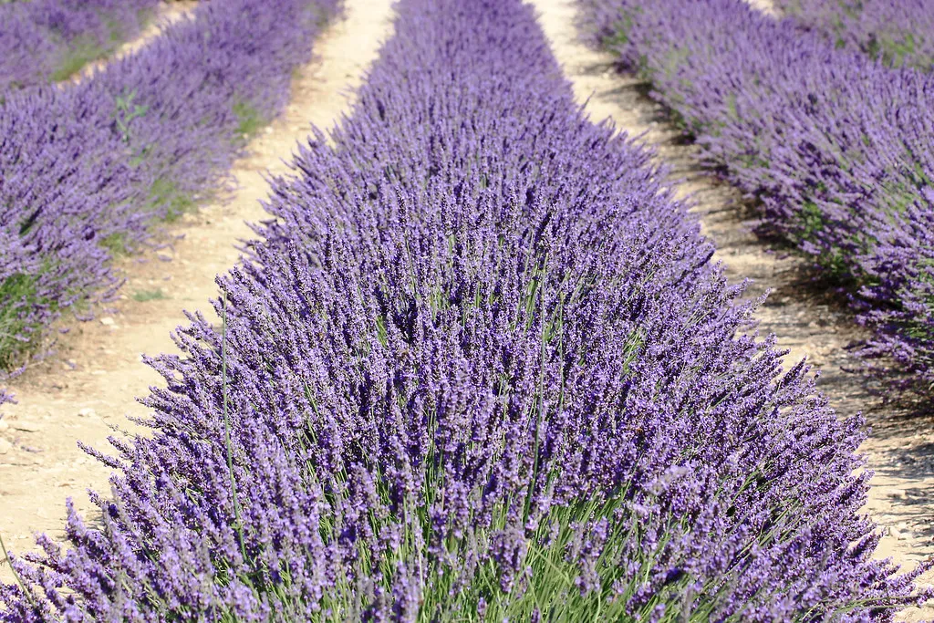 Abbaye de Sénanque: Nine Centuries of Lavender and Stone (adeshfr, Flickr, CC BY 2.0)