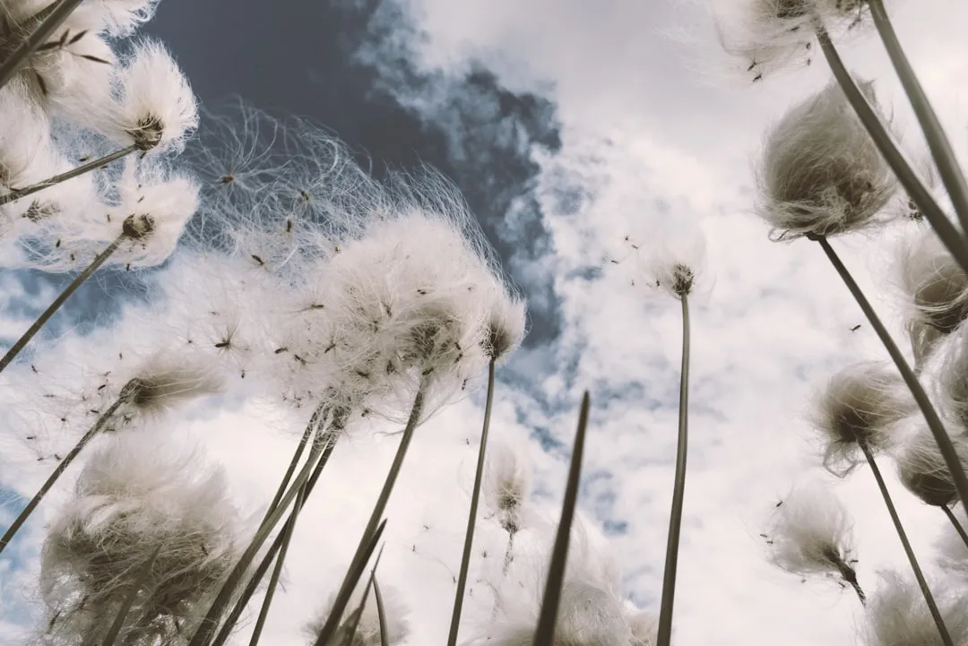 Why Wichita and Kansas City Residents Flee First (Image Credits: Unsplash)