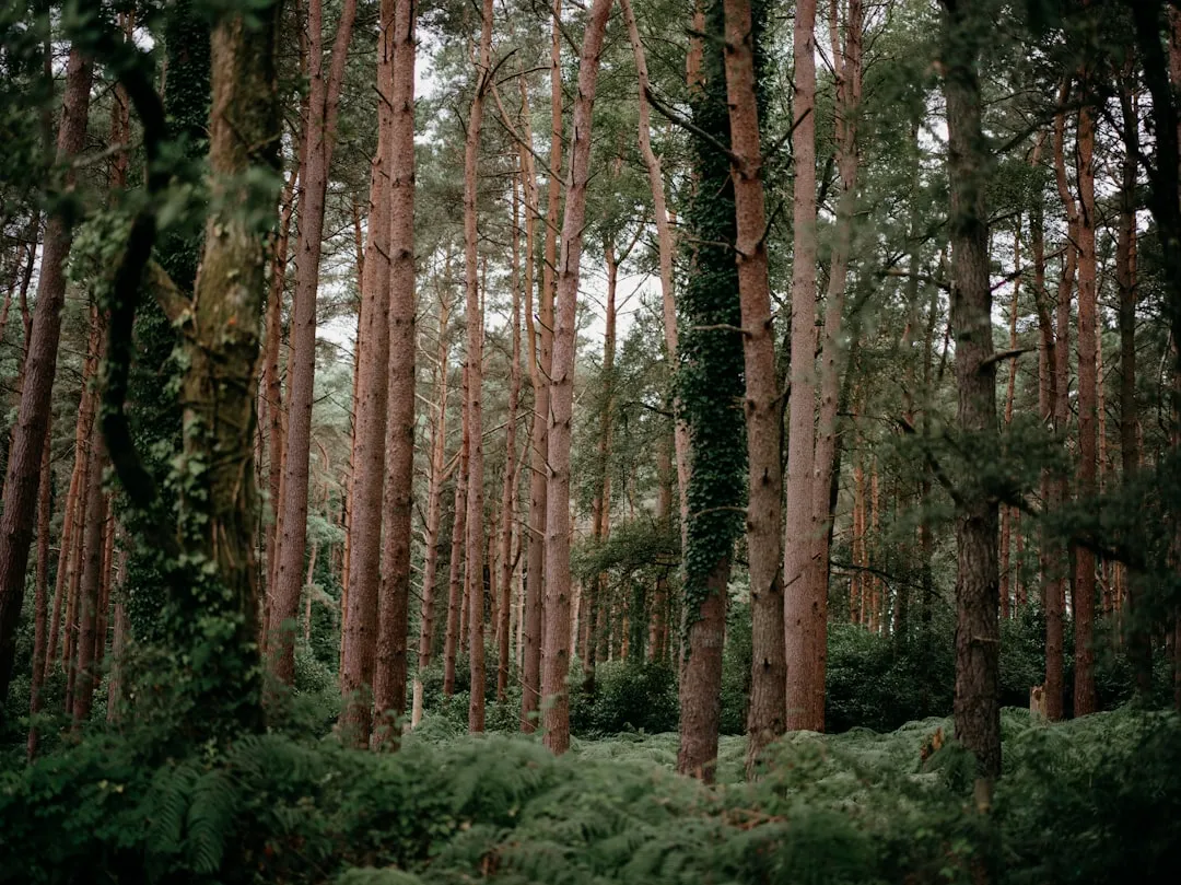 Attention Restoration Theory: The Science Behind the Escape (Image Credits: Unsplash)