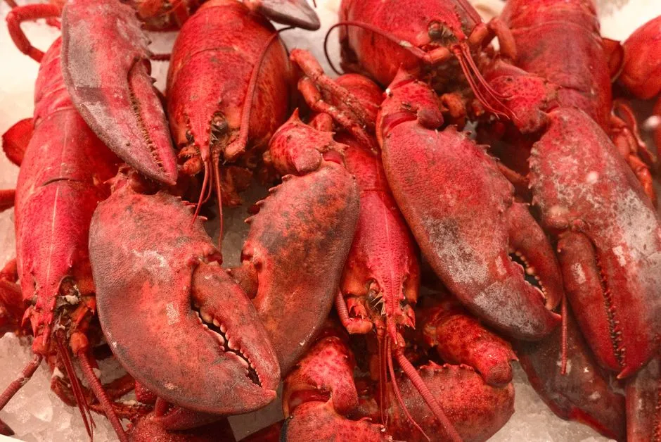 The Barnacle: Fresh Lobster Caught the Same Morning (Image Credits: Pexels)